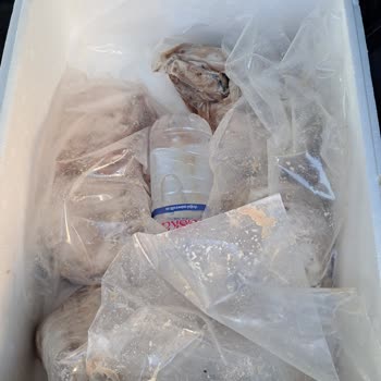 Hasan Usta 1974ten Muhatap Yok!