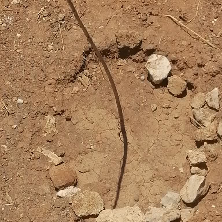 Satın Aldığım Gökkuşağı Fidanı Bir Ayda Hiç Canlanmadı