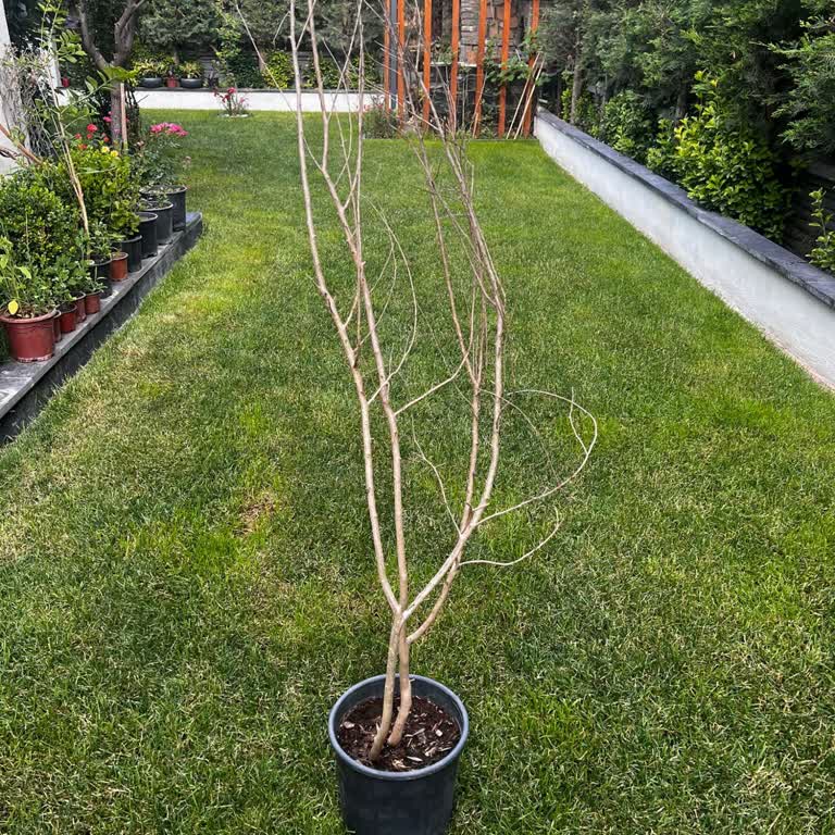Rüzgar Botanik Kurumuş Ve Kırık Ağaçlar, İlgisiz Müşteri Hizmeti