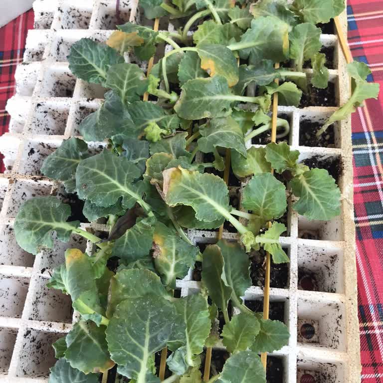 Dört Mevsim Tarım Fidelerde Kalite Falan Yok