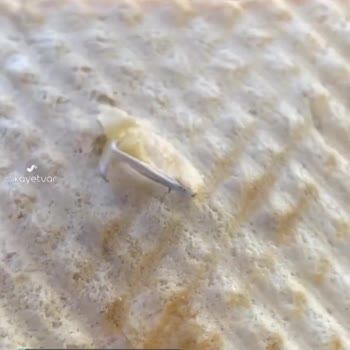 Ekmecik Tost Ekmeğinin İçinden Plastik Parça Çıktı