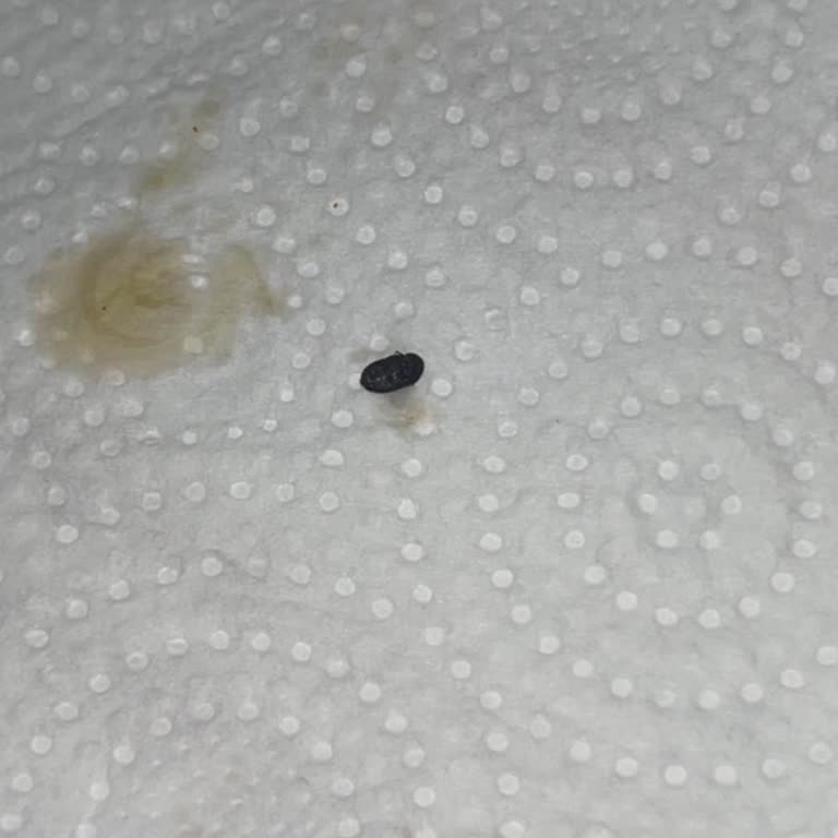 BİM'den Aldığım Noodle'ın İçinden Böcek Çıktı