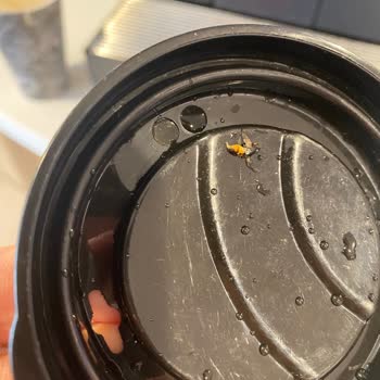 Kahve Makinesinden Çıkan Ölü Arı Nedeniyle Yaşadığım Sağlık Riski Ve İlgisizlik