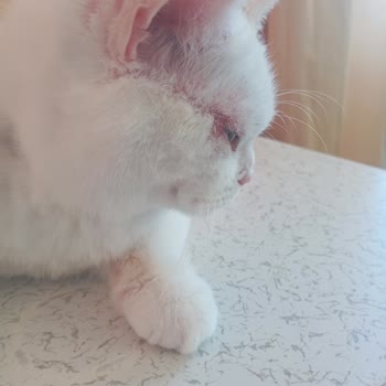 Alerji Kontrol Mamadan Sonra Kedimde Ciddi Sağlık Sorunları Oluştu