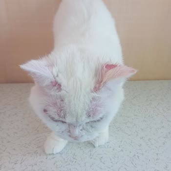 Alerji Kontrol Mamadan Sonra Kedimde Ciddi Sağlık Sorunları Oluştu