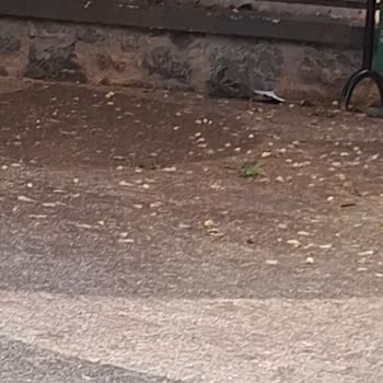 Parkın Temizliği Ve Ağaç Taleplerimiz Yanıtsız Kalıyor