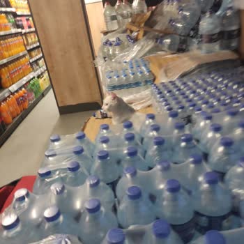 Mağazada Kedilerin Suların Üzerinde Yatması Ve Personelin İlgisizliği