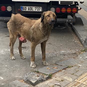Sokakta Hasta Köpek İçin Yardım Talebi