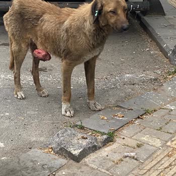 Sokakta Hasta Köpek İçin Yardım Talebi