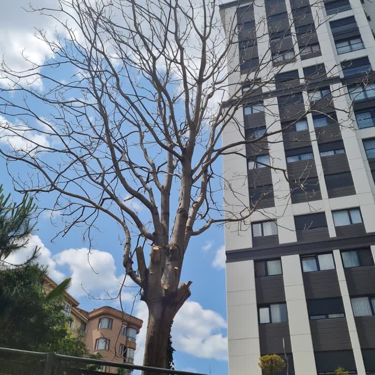 Kadıköy Belediyesi'nin Tehlikeli Kurumuş Ağaç İçin Yetersiz Ve İlgisiz Yaklaşımı