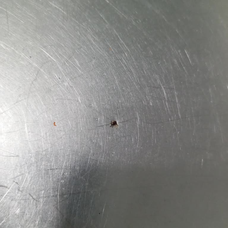 Knorr Noodle İçinden Böcek Çıktı, Hayal Kırıklığına Uğradım