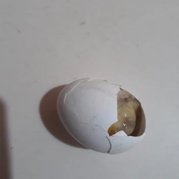 Şok Marketten Alınan Bozuk Yumurtalar Sağlığımı Riske Attı