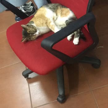 Çapa Hastanesi Acil Bölümünde Hijyen Sorunu Ve Kedi Yoğunluğu