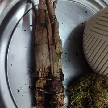 Gönderdiğim Saksı Çiçeği Çürük Ve Hasarlı Ulaştı, Çözüm Sunulmadı