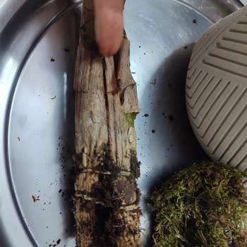 Gönderdiğim Saksı Çiçeği Çürük Ve Hasarlı Ulaştı, Çözüm Sunulmadı