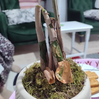 Gönderdiğim Saksı Çiçeği Çürük Ve Hasarlı Ulaştı, Çözüm Sunulmadı