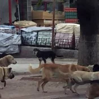 Başıboş Köpekler Nedeniyle Huzurumuz Ve Güvenliğimiz Kalmadı