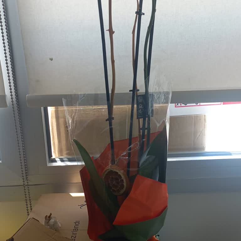 Sipariş Edilen Orkide Geç Ve Solmuş Olarak Teslim Edildi, Müşteri Hizmetleri Yetersiz Kaldı