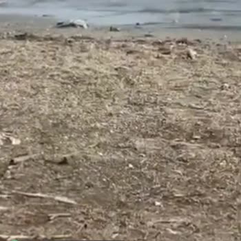 Urla Belediyesi Hizmet Kalitesi Ve Çevre Kirliliği