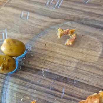 Çekirdeksiz Zeytinde Yarı Kırılmış Çekirdek Riskiyle Karşılaştım