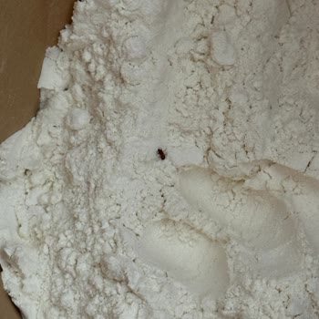 A101 Un Ürününde Böceklenme Ve Fiş Olmadan Değişim Sorunu