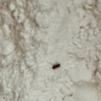 A101 Un Ürününde Böceklenme Ve Fiş Olmadan Değişim Sorunu