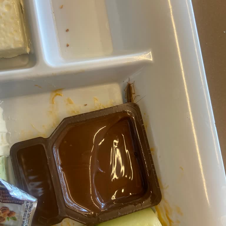 Kahvaltı Tabağında Böcek Şoku