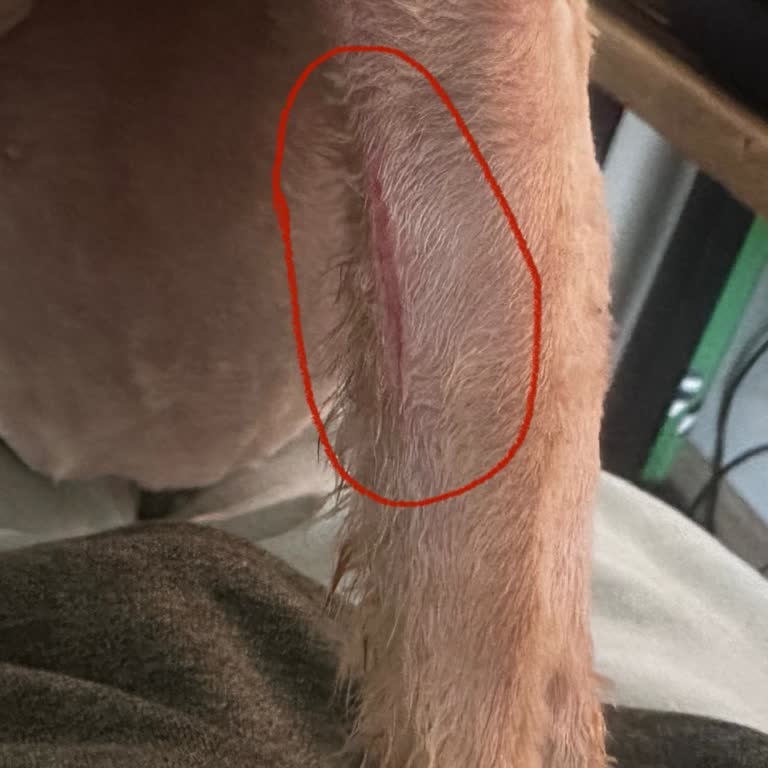 İlgi Hayvan Hastanesi | Antalya Kedimin Tıraşı Sırasında Yaşanan İlgisiz Ve Hatalı Müdahale