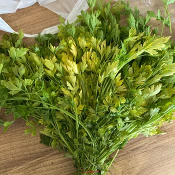 Migros'tan Aldığım Maydanozun İçinden Sarı Maydanoz Çıkması Şaşırttı