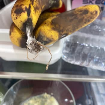 Buzdolabı Motoru Yok Türkiye'de Yaz Günü Mağduriyet