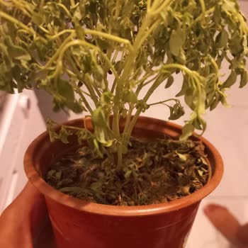 Migros Sanal Marketten Gelen Çürük Ürünler Ve İlgisiz Müşteri Hizmetleri