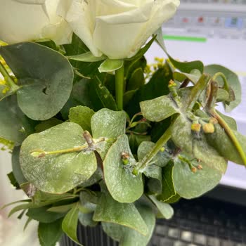 Çürümüş Çiçekler Ve Çözülmeyen Sorun