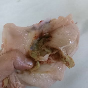 BİM Aldığım Tavuk Ürünü Bozuk Çıktı, Gıda Güvenliği Endişesi Yaşıyorum