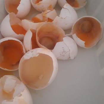 Market Ürününde Bozuk Yumurta Sorunu