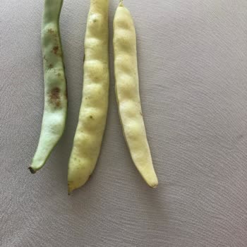 Migros Sanal Marketten Çürük Fasulye Ve İlgisiz Müşteri Hizmeti Mağduriyeti