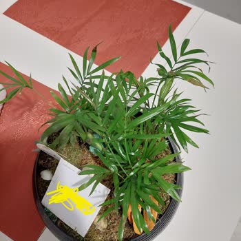 Solmuş Ve Kırık Çiçek Teslimatıyla Yaşadığım Mağduriyet