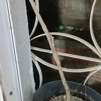 Siparişimde Limon Fidanı Yerine Kuru Dal Gönderildi