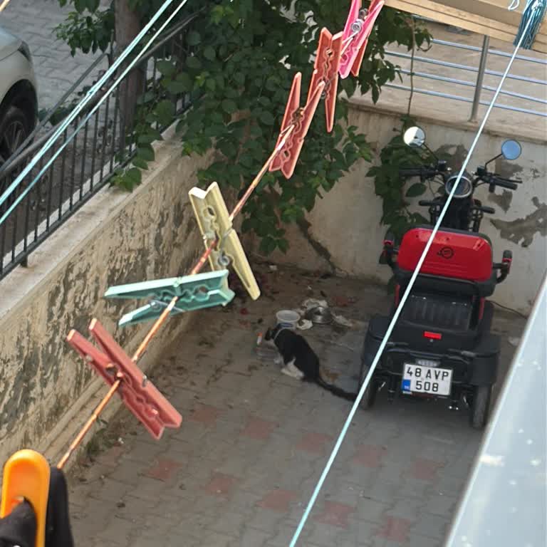 Sahipsiz Kediler Nedeniyle Pire Sorunu Ve Belediyenin İlgisizliği