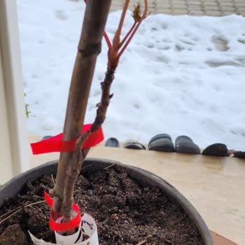 Yanlış Ürün, Eksik İade: Müşteri Mağduriyeti Zirvede