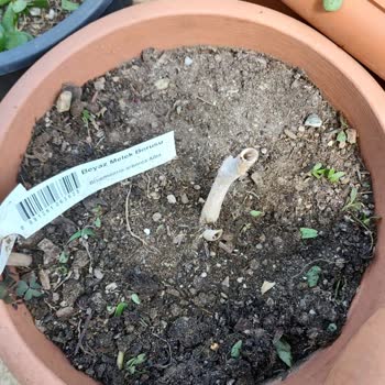 Yanlış Ürün, Eksik İade: Müşteri Mağduriyeti Zirvede