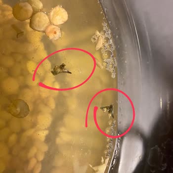 Yeşil Mercimekten Böcek Ve Kurt Çıkmasıyla Yaşadığım Şok