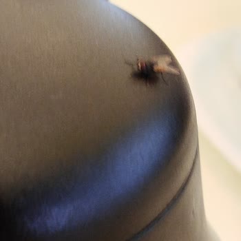 Kahvaltı Sırasında Sinekler Ve Hijyen Sorunu Yaşadık