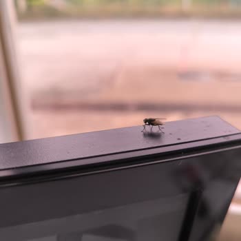 Detan Süper Elektrolikit Beklentileri Karşılamadı, Sinek Sorunu Çözülemedi