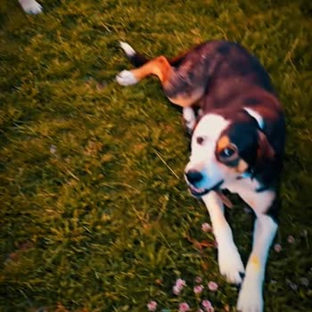 Çatalca'da Kaybolan Köpeklerimiz Ve Belediye Toplama Şüphesi