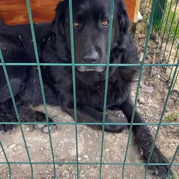 Çatalca'da Kaybolan Köpeklerimiz Ve Belediye Toplama Şüphesi