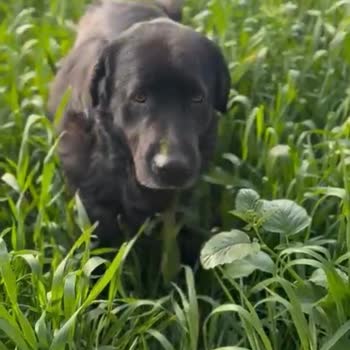 Çatalca'da Kaybolan Köpeklerimiz Ve Belediye Toplama Şüphesi