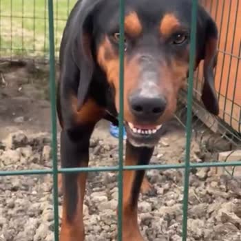 Çatalca'da Kaybolan Köpeklerimiz Ve Belediye Toplama Şüphesi