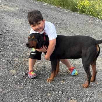 Çatalca'da Kaybolan Köpeklerimiz Ve Belediye Toplama Şüphesi