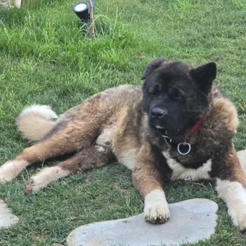 Çatalca'da Kaybolan Köpeklerimiz Ve Belediye Toplama Şüphesi