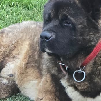 Çatalca'da Kaybolan Köpeklerimiz Ve Belediye Toplama Şüphesi